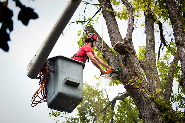 How Our Tree Care Process Works  in  Sacred Heart University, CT